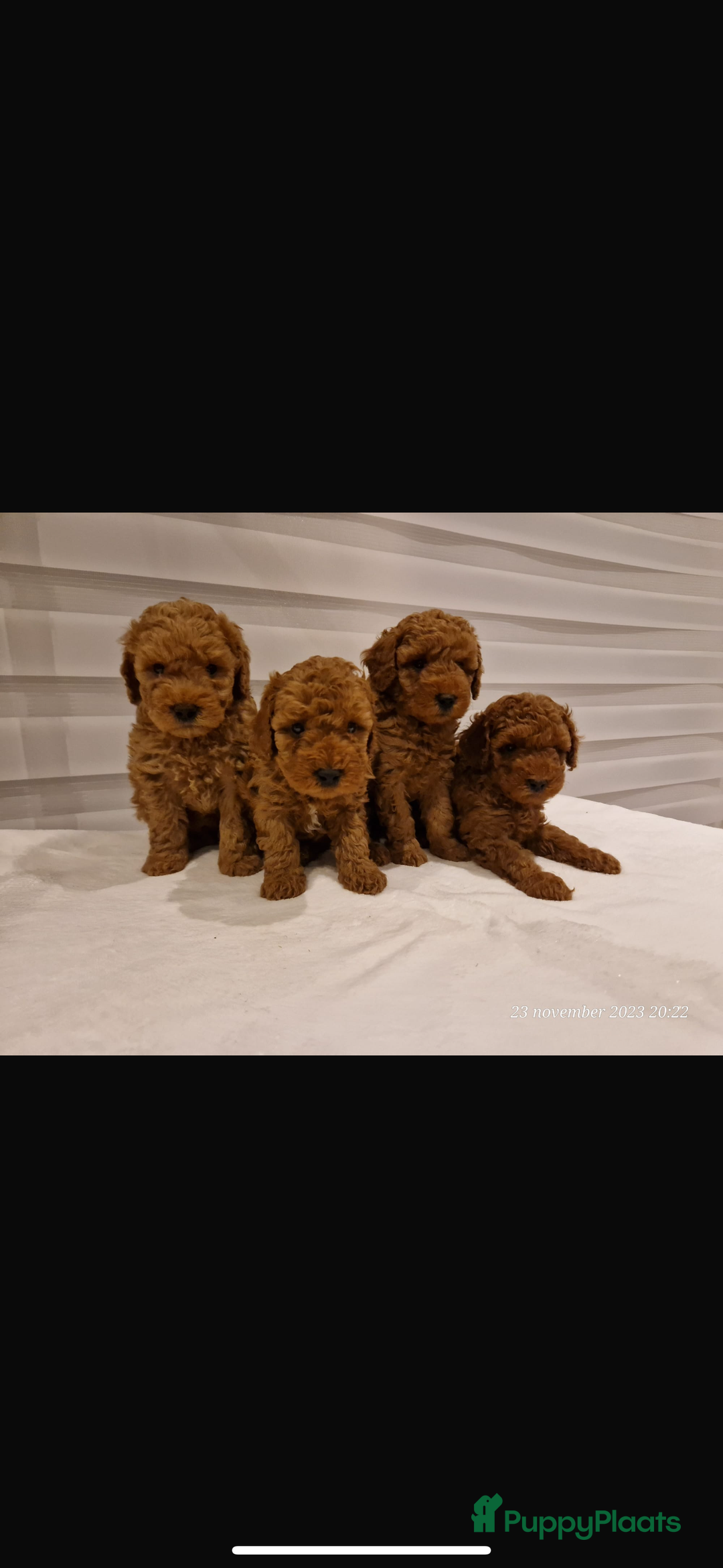 Dwergpoedel honden te koop: Poedel abrikoos - Advertentie 1