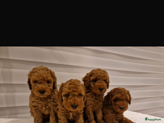 Dwergpoedel honden Poedel abrikoos - Advertentie 1