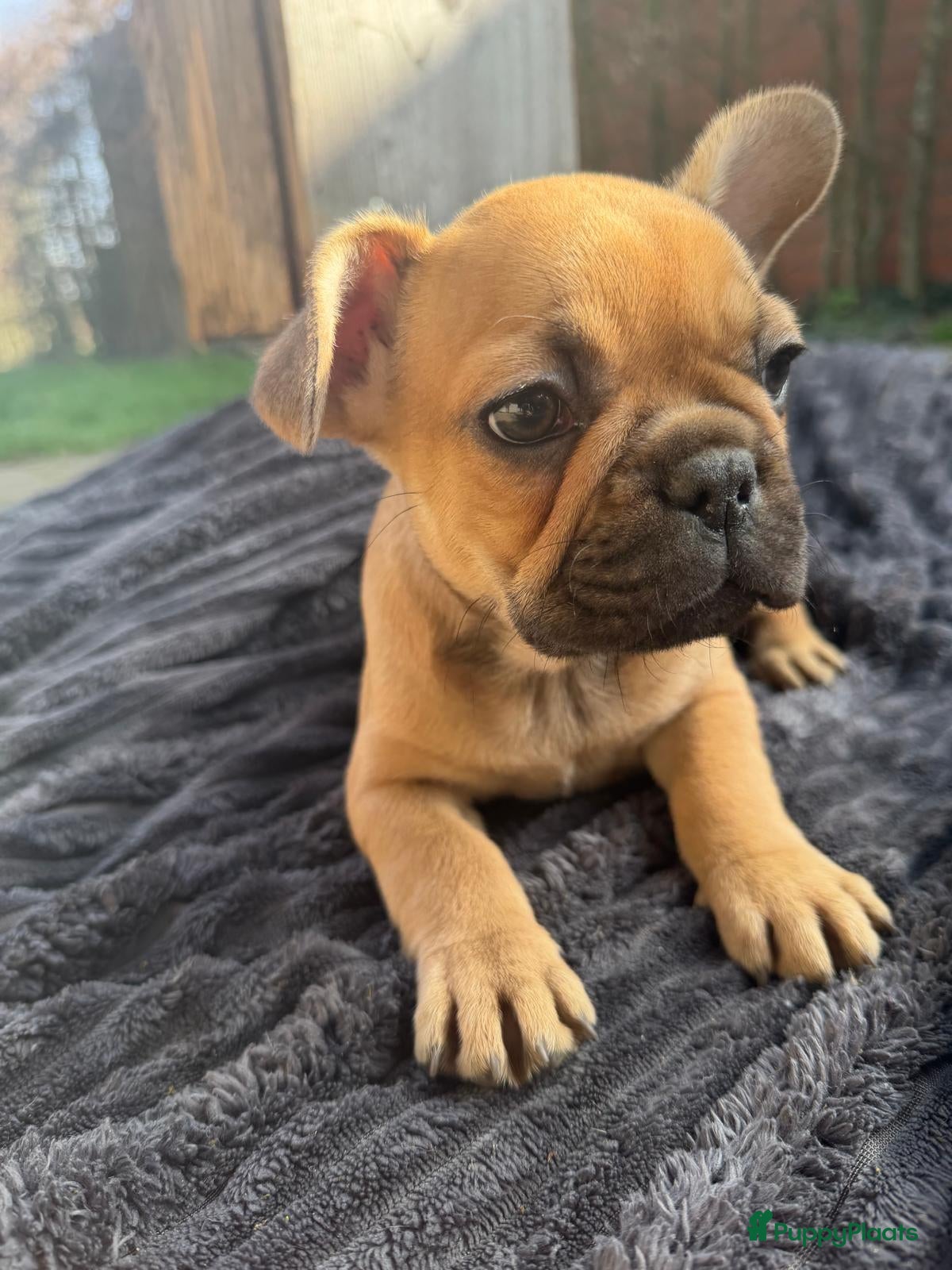 Franse Bulldog honden Nog 3Mooie franse bulldog pups mogen nest verlaten - Advertentie 3