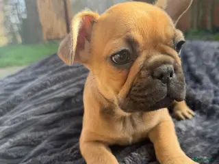 Franse Bulldog honden Nog 3Mooie franse bulldog pups mogen nest verlaten - Advertentie 3