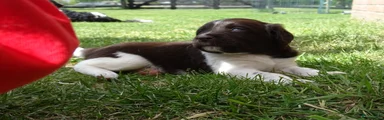 Friese Stabij Puppy 1