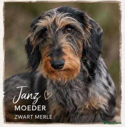 Teckel honden Superlieve sociale teckelpups zoeken nieuw huis - Advertentie 2