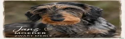 Teckel honden te koop: Superlieve sociale teckelpups zoeken nieuw huis - Advertentie 2