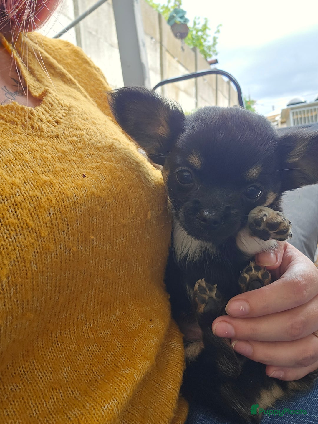 Chihuahua honden te koop: Chihuahua reutjes  - Afbeelding 11