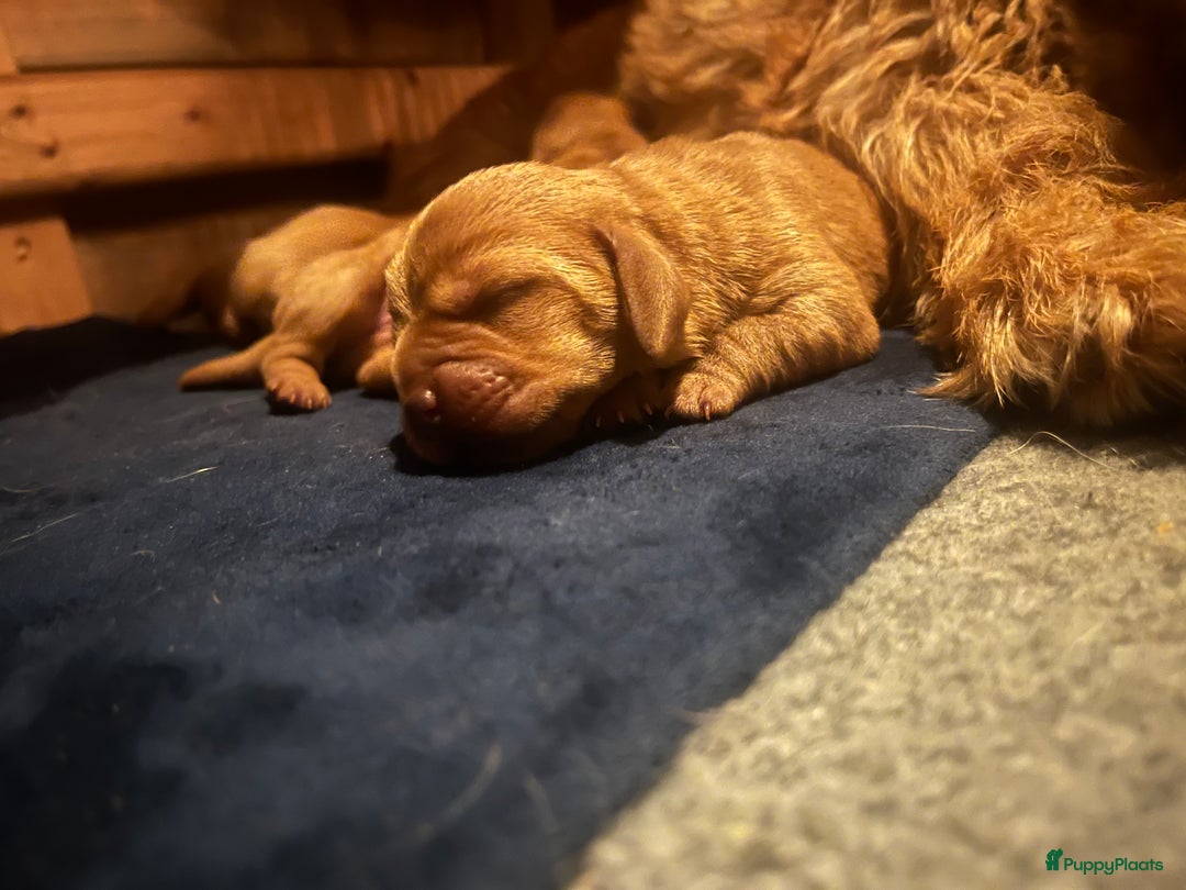 Basset fauve de Bretagne honden te koop: Raszuivere Basset fauve de Bretagne pups  - Advertentie 2