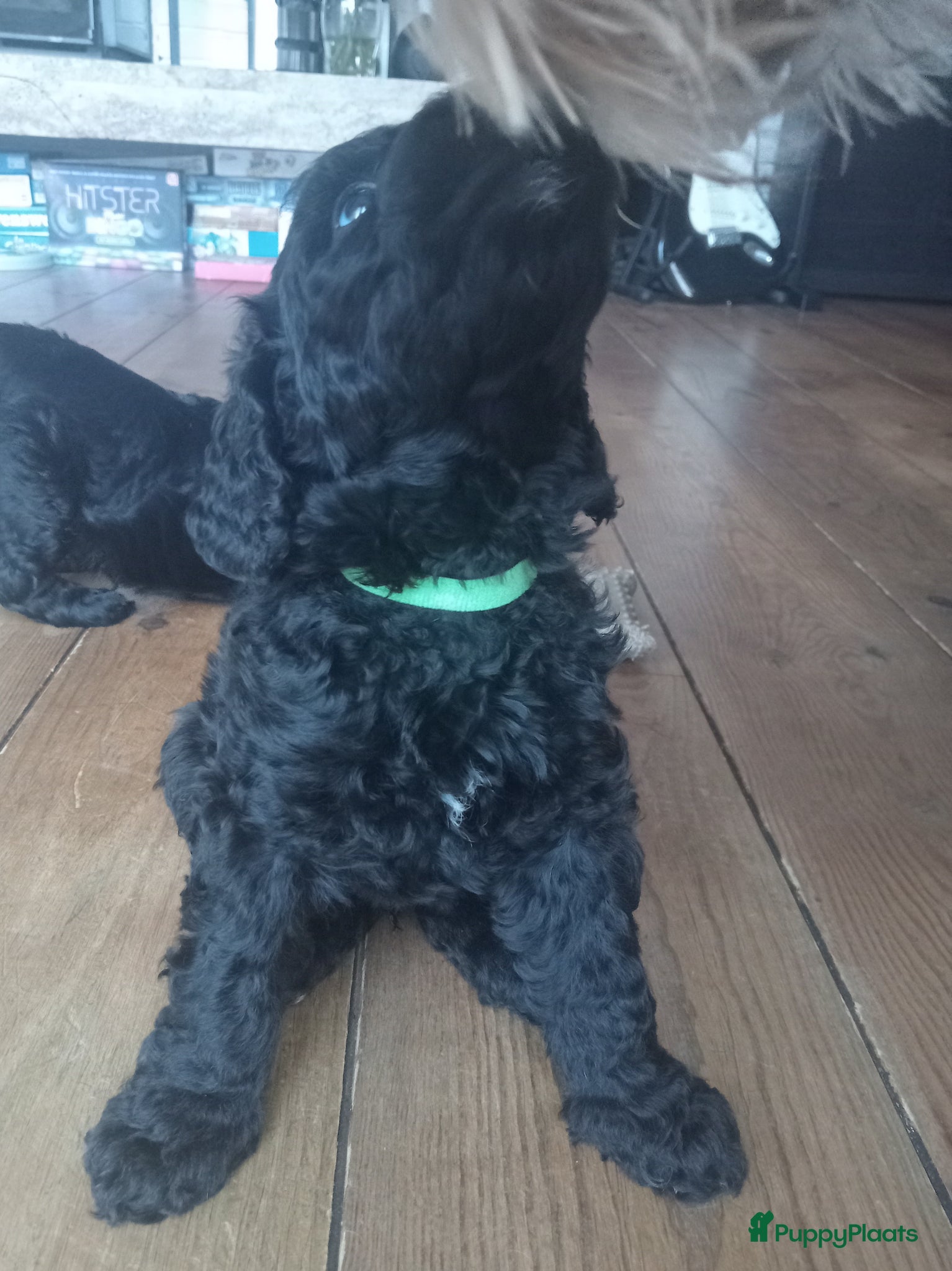 Labradoodle Puppy 5