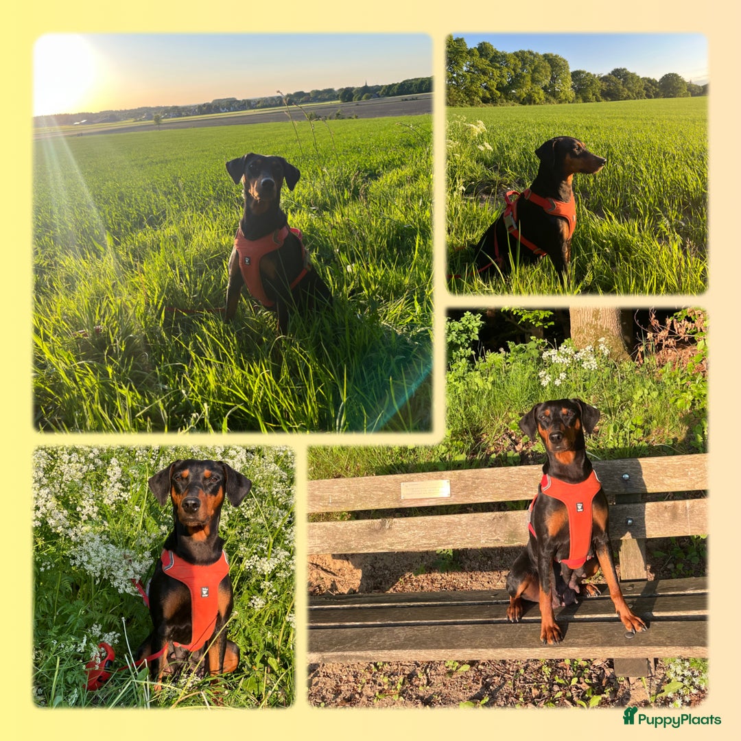 Duitse Pinscher honden te koop: Duitse Pinscher puppy’s - Advertentie 7