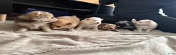 Pomeriaan honden te koop: Mooie Pomeriaantjes  - Advertentie 7