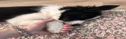 Border Collie honden te koop: Bordercollie Puppy - Advertentie 5