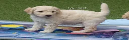 Labradoodle honden te koop: Poedel outcross pups | DNA-geteste ouderdieren - Advertentie 23