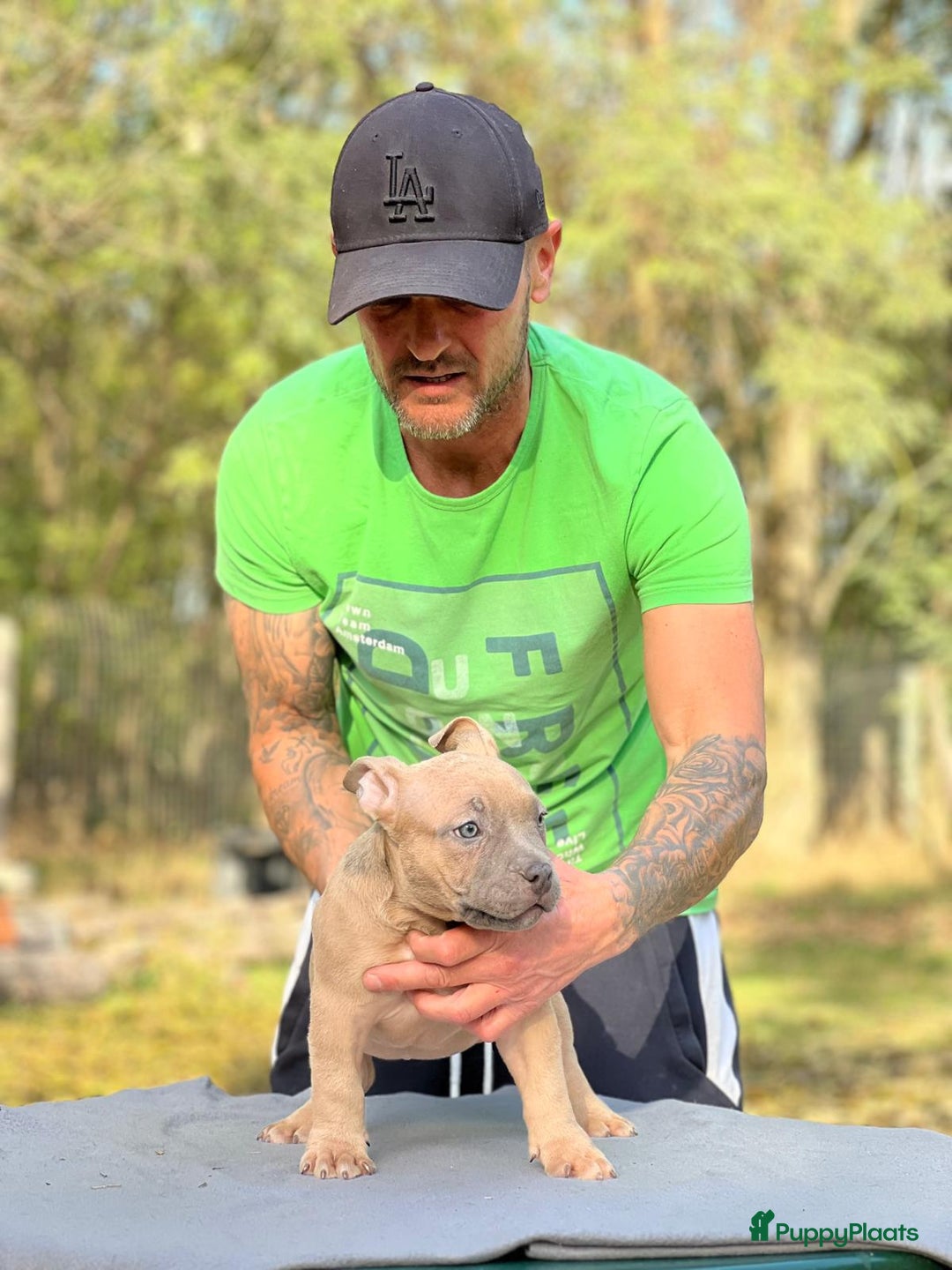 Amerikaanse Bully honden te koop: Amerikaanse Bully Pocket-puppy's - Advertentie 7