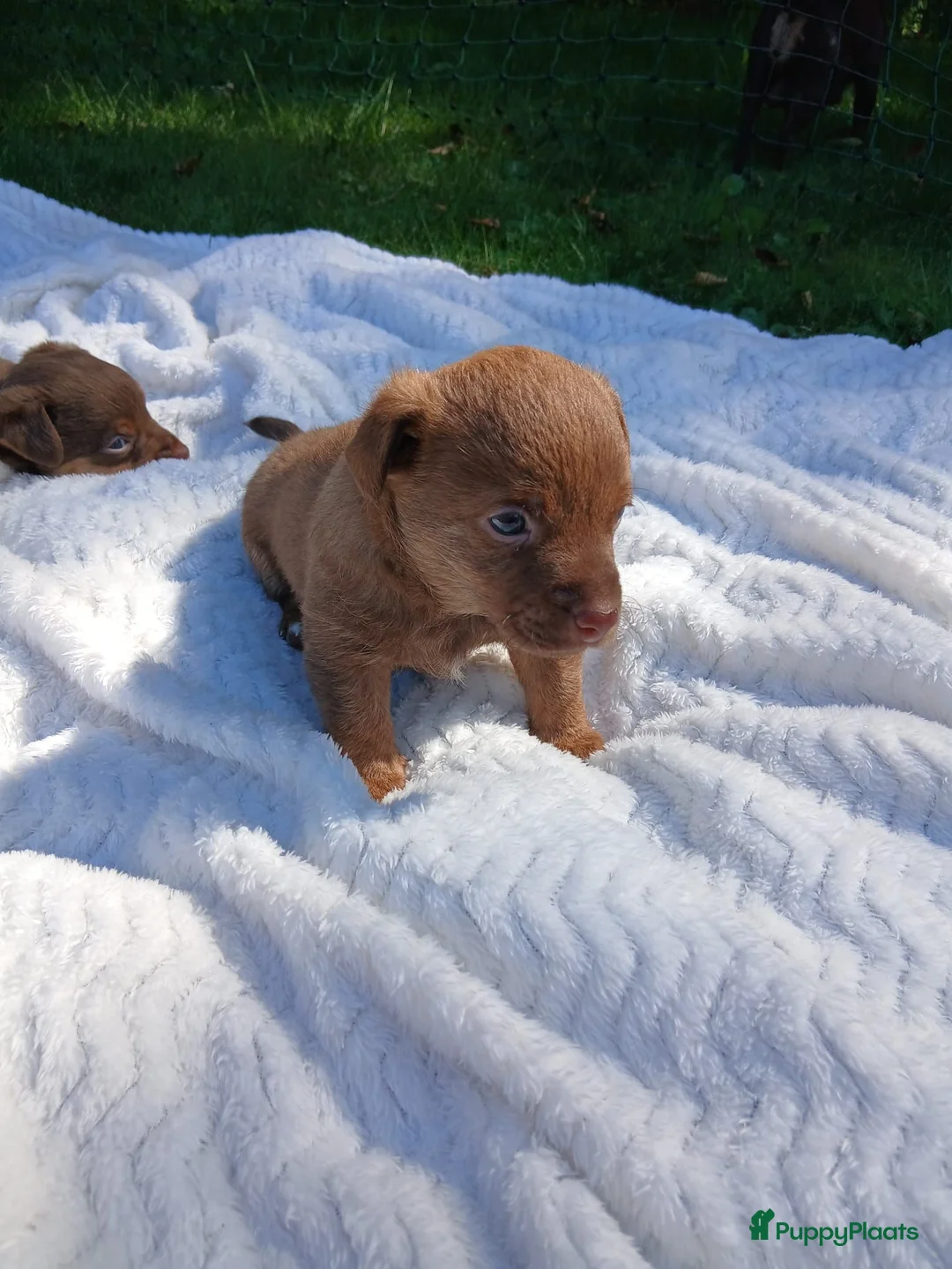 Jack Russel Terriër honden te koop: Mooie kleur Jack russel pups te koop - Advertentie 2
