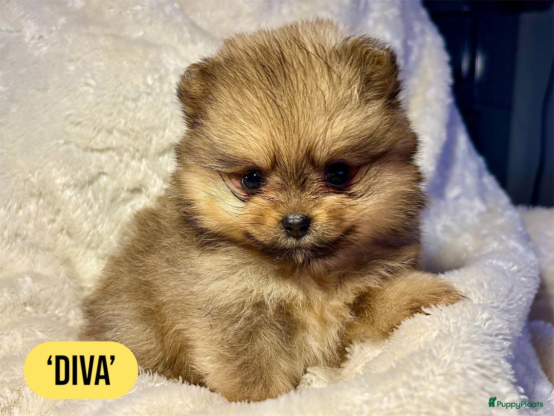 Pomeriaan honden te koop: Pomeriaanpups. 25 juni mogen ze het nest verlaten. in Emmen - Afbeelding 3