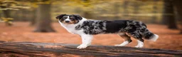 Australian Shepherd honden ter dekking: Ervaren Dekreu Aangeboden - australian shepherd - Advertentie 8
