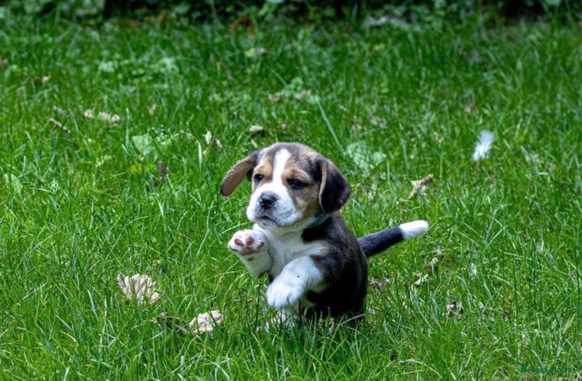 Beagle honden Mooie stamboom Beagle pups - Advertentie 1