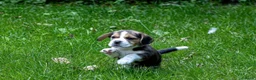 Beagle honden te koop: Mooie stamboom Beagle pups - Advertentie 1