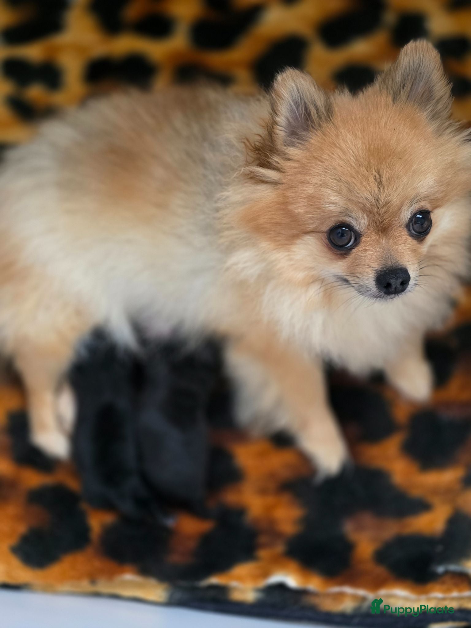 Kruising honden Pomeriaan×toypoedel - Advertentie 1