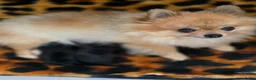 Kruising honden te koop: Pomeriaan×toypoedel - Advertentie 1
