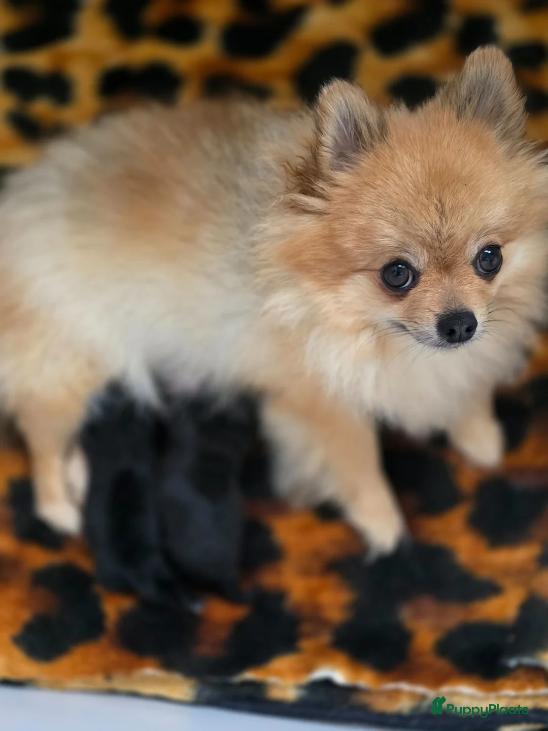 Kruising honden te koop: Pomeriaan×toypoedel - Advertentie 1