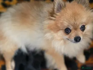 Kruising honden Pomeriaan×toypoedel - Advertentie 3