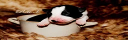 Border Collie honden te koop: Border collie pups met isds stamboom - Advertentie 5