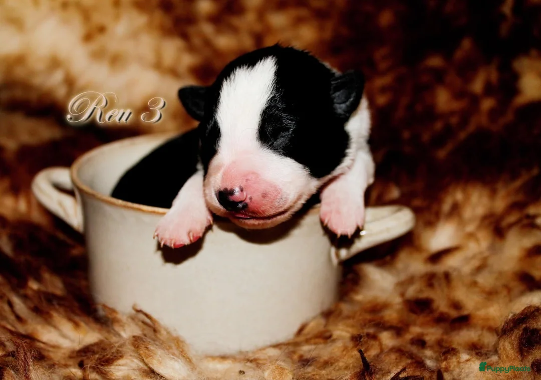 Border Collie honden te koop: Border collie pups met isds stamboom - Advertentie 5