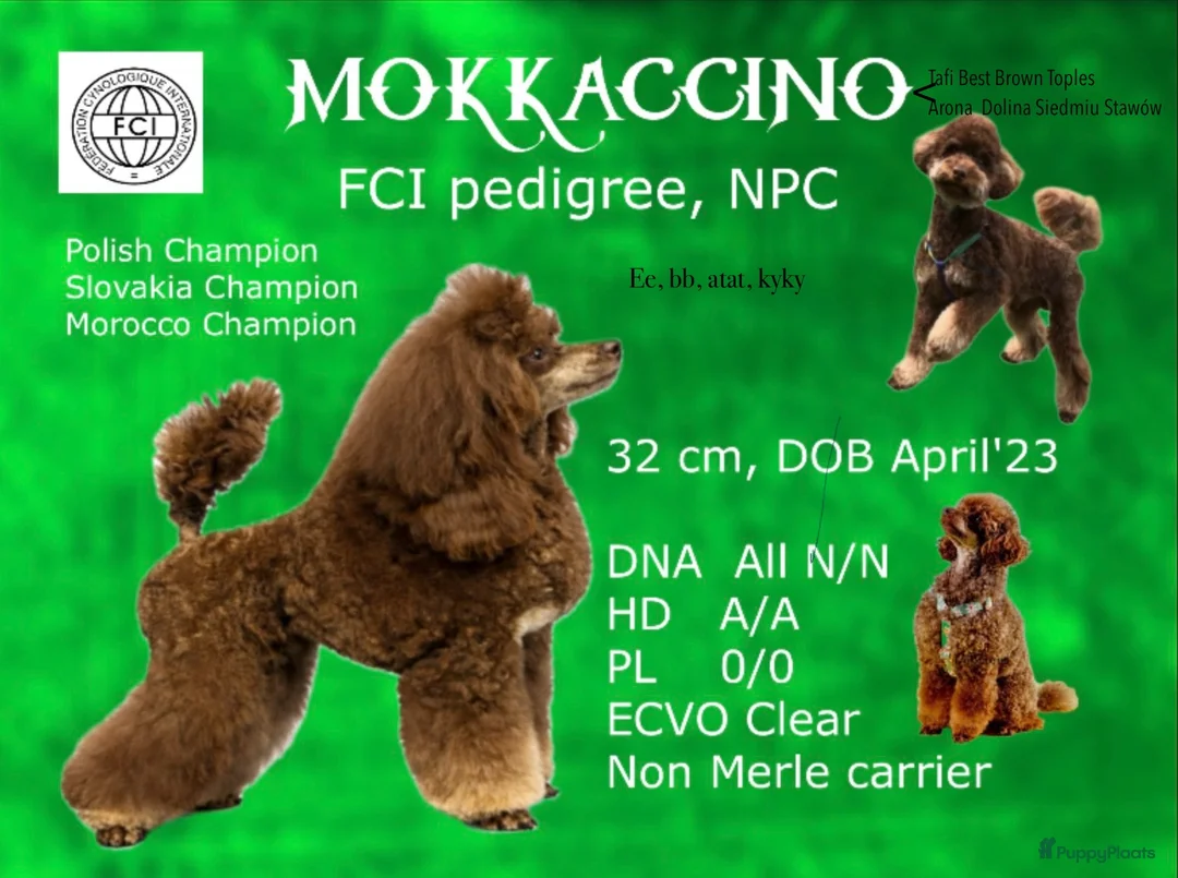 Dwergpoedel honden ter dekking: Toy Dwerg Poedel Dekreu, FCI, NPC - Advertentie 1