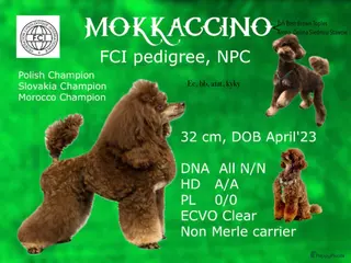 Dwergpoedel honden Toy Dwerg Poedel Dekreu, FCI, NPC - Advertentie 2