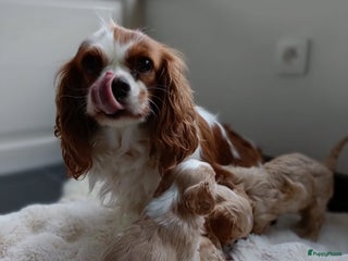 Cavapoo honden Mooie Cavapoo pups! - Advertentie 6