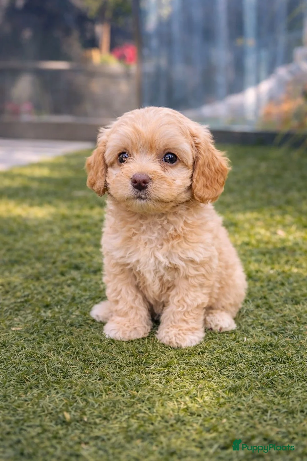 Maltipoo honden te koop: Maltipoo pup - Advertentie 23