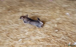 Jack Russel Terriër honden te koop: Pups: Jack Russel X Keeshond - Afbeelding 3