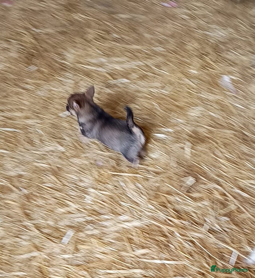Jack Russel Terriër honden te koop: Pups: Jack Russel X Keeshond - Afbeelding 3