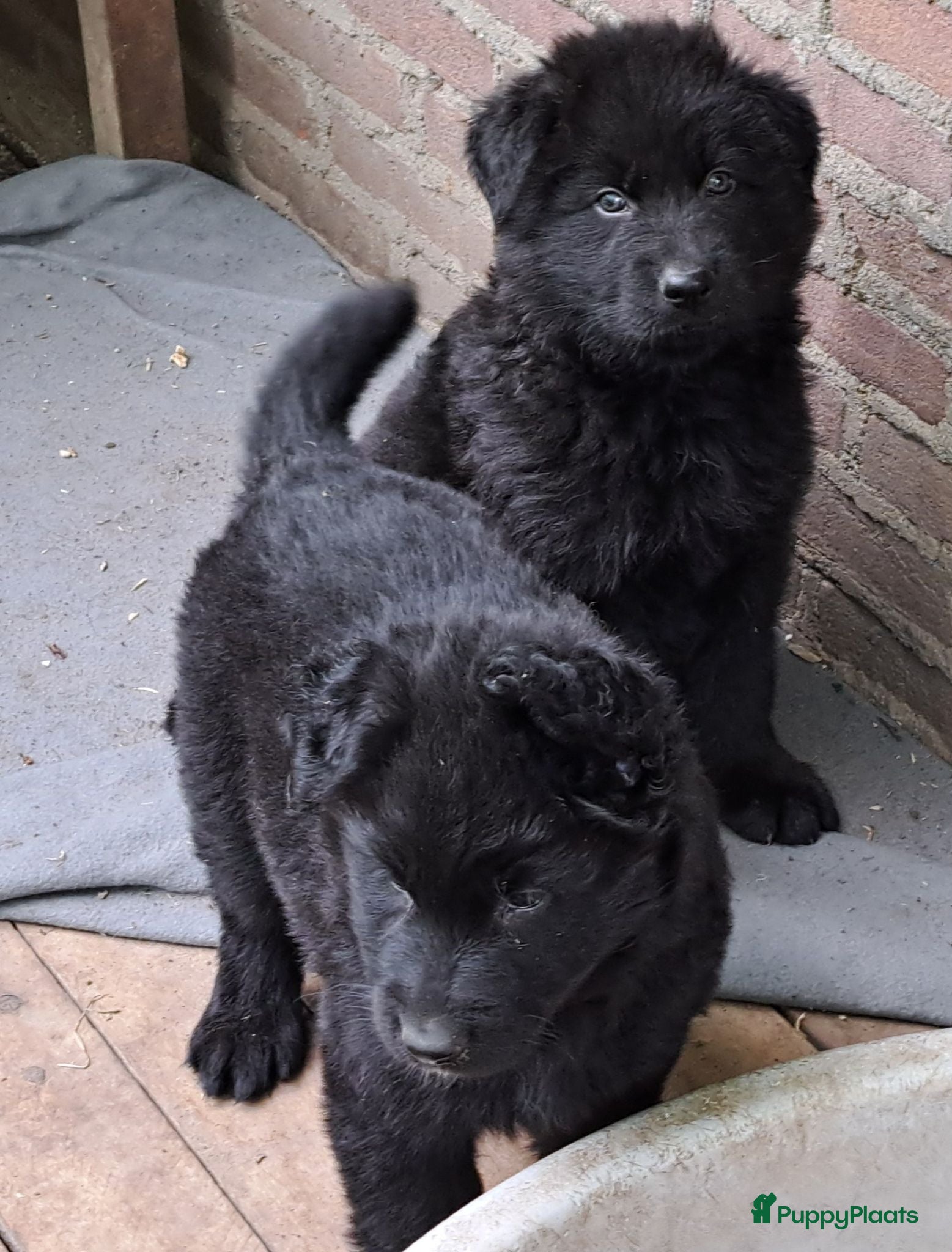 Duitse Herder honden Langstokharige Duitse Herder puppies zw.en zw/br  - Advertentie 1