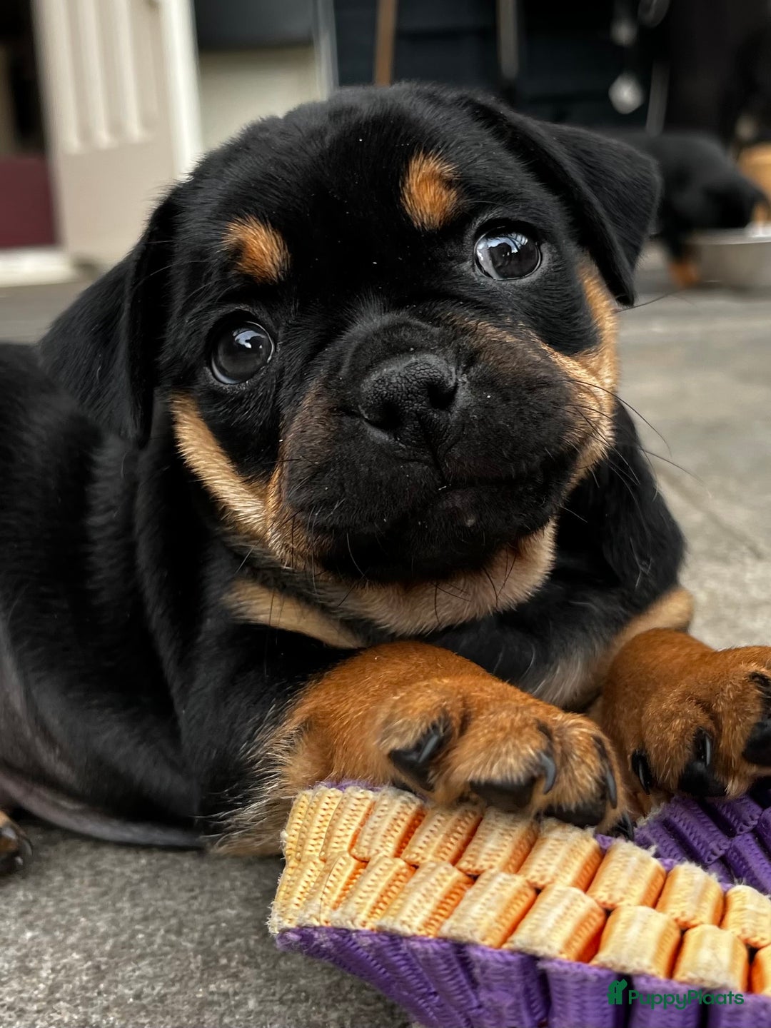 Dwergpinscher honden te koop: Carlin Pinscher Puppy’s te koop - Advertentie 9