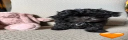 Shihpoo honden te koop: Shihpoo’s 💛Gouden mandjes gezocht 💛 - Advertentie 7