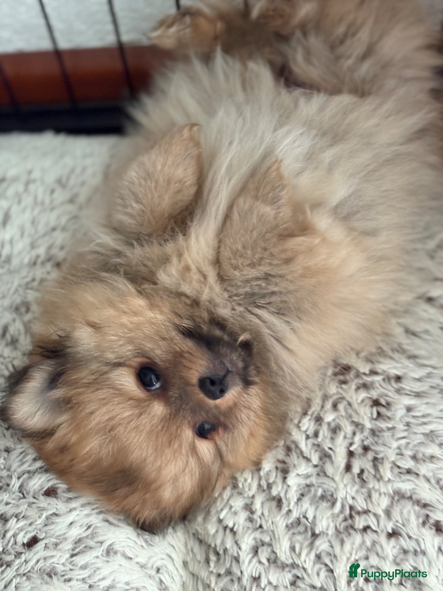 Kruising honden Kees/pomeriaan pups - Advertentie 2