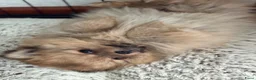 Kruising honden te koop: Kees/pomeriaan pups - Advertentie 3