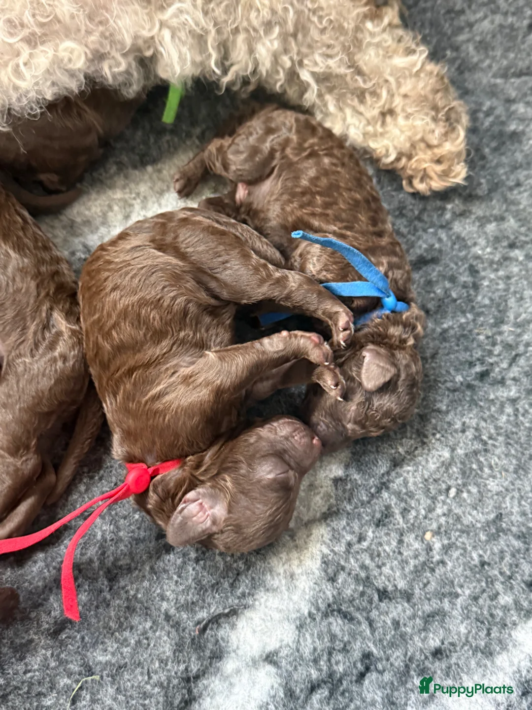 Kruising honden te koop: Prachtige hypoallergene pups uit geteste ouders - Advertentie 1