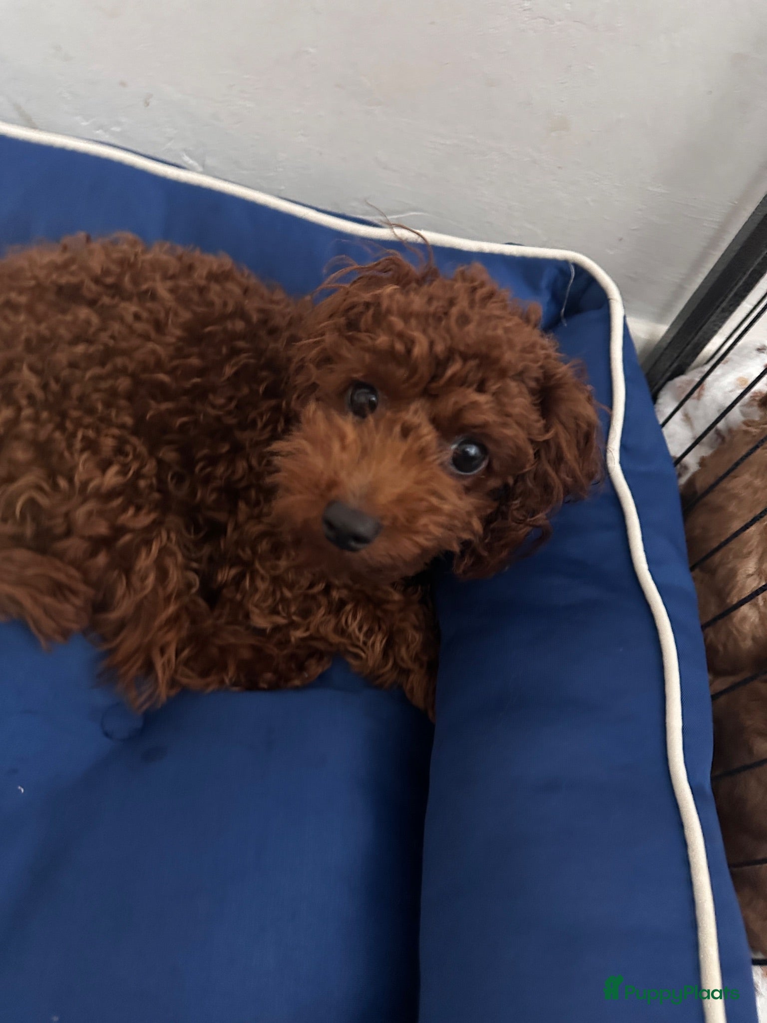 Poedel Toy honden Toy poedel reutje zoekt een liefdevol thuis - Advertentie 1