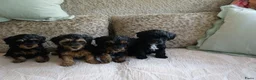 Kruising honden te koop: Maltipoo black & tan  een zwart met witte bles - Advertentie 22