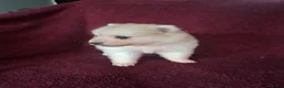 Pomsky honden te koop: 5 pomsky pups - Advertentie 21