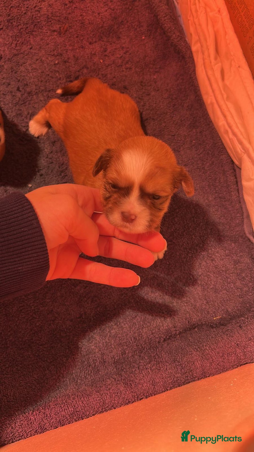 Boomer honden te koop: Heel lieve en prachtige 100% Boomer pups  - Advertentie 4