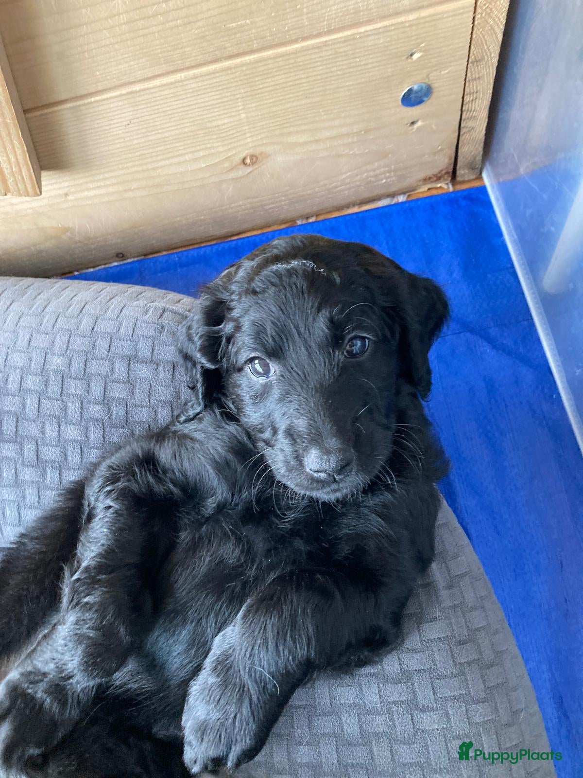 Labradoodle Puppy 8