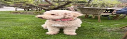 Goldendoodle honden te koop: Goldendoodle Pups verwacht 09/06 - Advertentie 9
