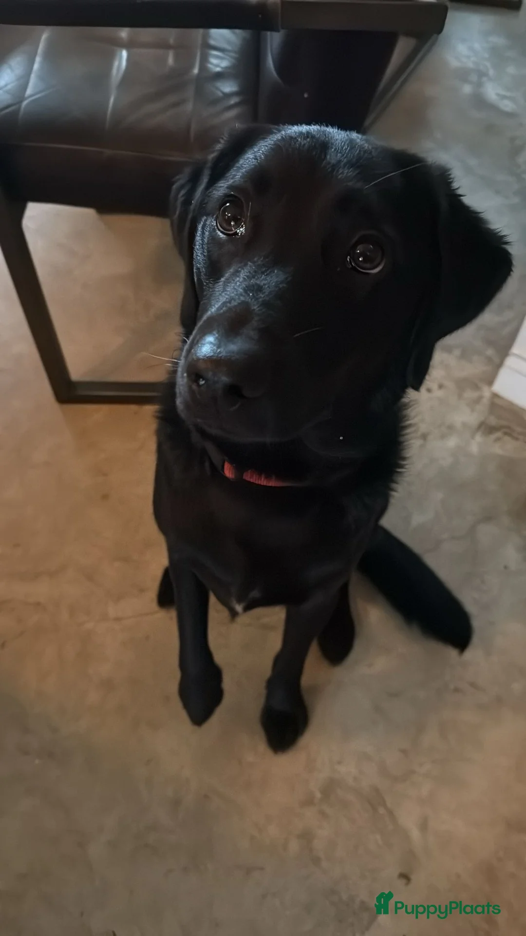 Kruising honden te koop: Nestje labradors kruising binnenkort verwacht - Advertentie 7