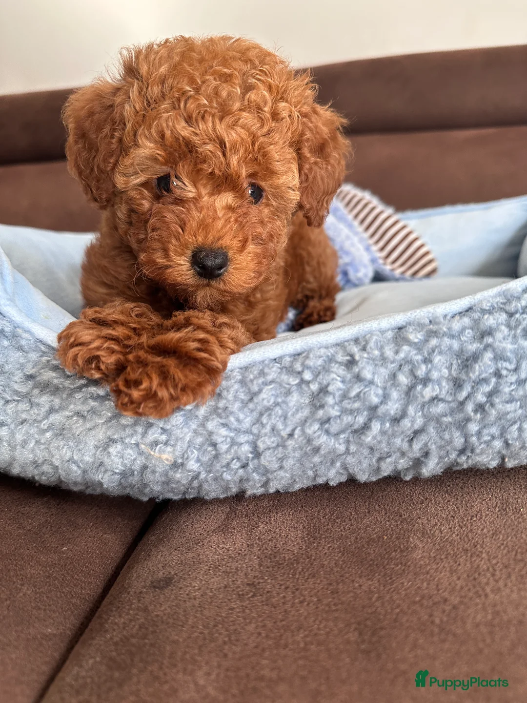 Poedel Toy honden te koop: Toypoedel puppy’s – liefdevolle gezinnen gezocht - Advertentie 16