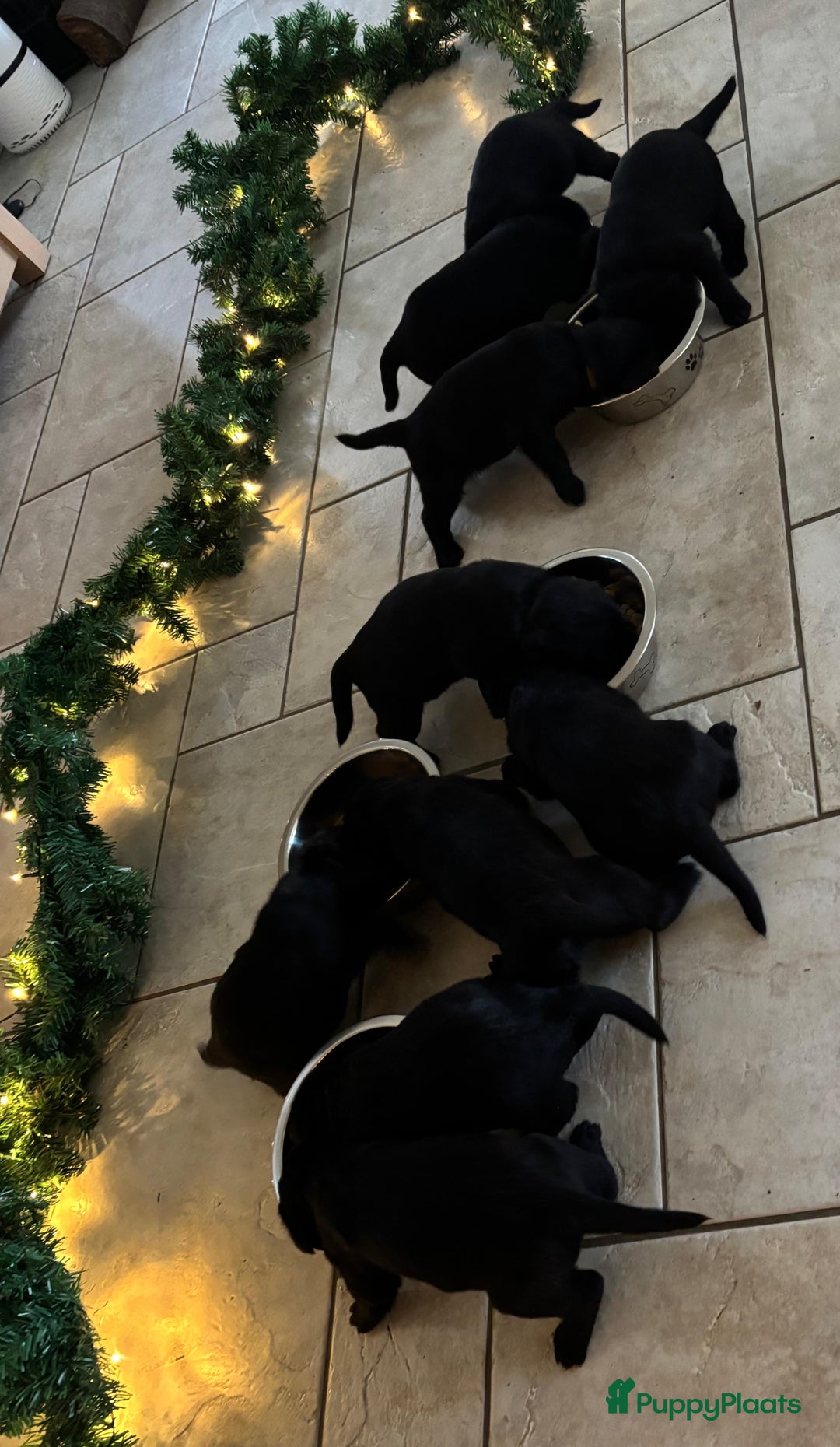 Kruising honden te koop: Puppy’s te koop – Labrador x Riesenschnauzer mix - Advertentie 28