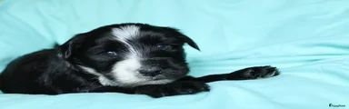 Tibetaanse Terriër Puppy 2