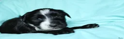 Tibetaanse Terriër honden te koop: Tibetaanse terrier pups met stamboom  - Advertentie 24