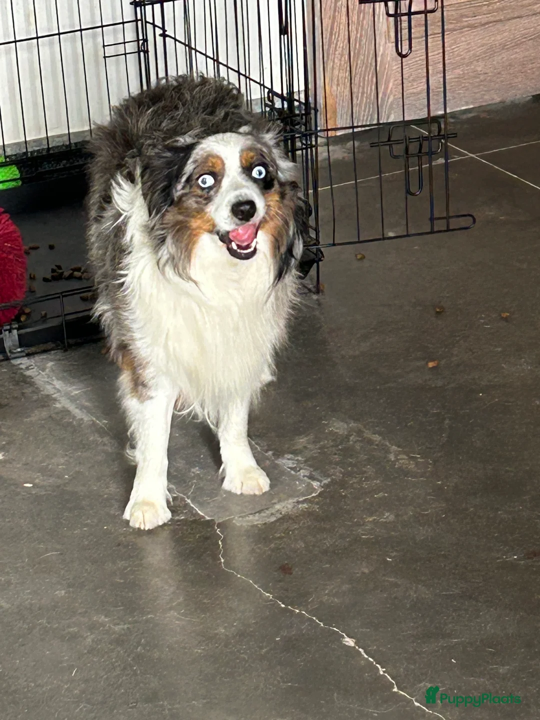 Australian Shepherd honden te koop: Miniatuur American shepherd  - Advertentie 6